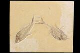 Double Diplomystus Fossil Fish - Wyoming #91575-1